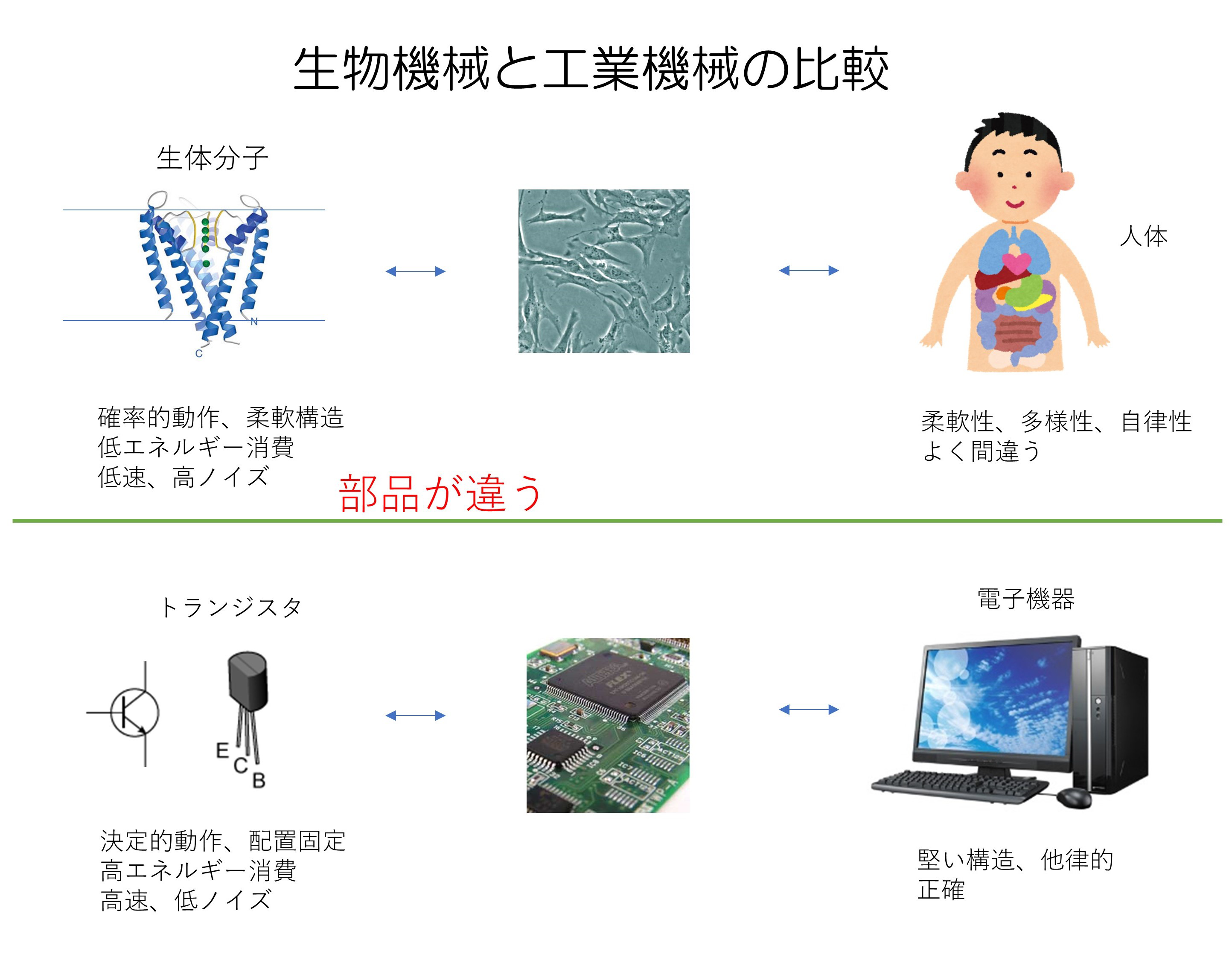 研究画像